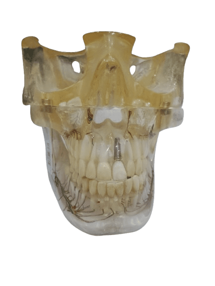 Study Model Molar Transparent Veins Sculpture